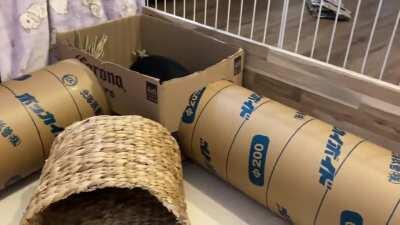 She’s enjoying her new DIY tunnel!