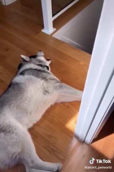 Huskies are so dramatic