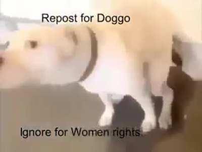 Dance doggo
