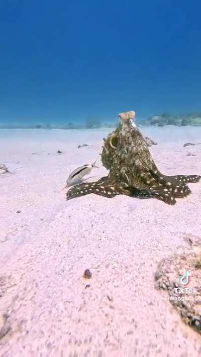 How to Octopi a place in my heart