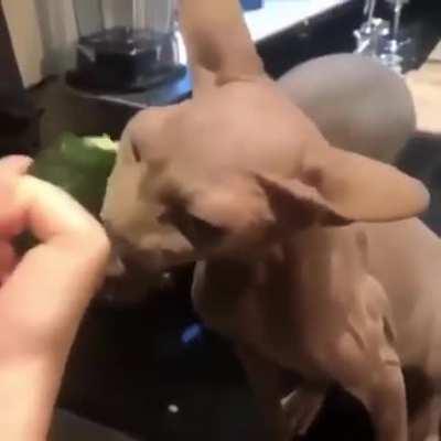 I think they might kill for this cucumber