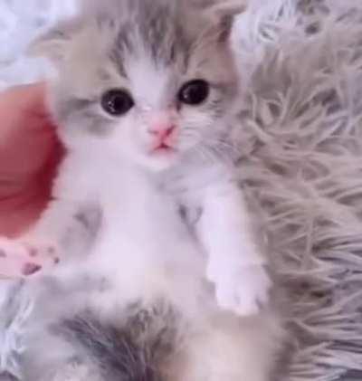 Tiny little kitten testing out its paws!