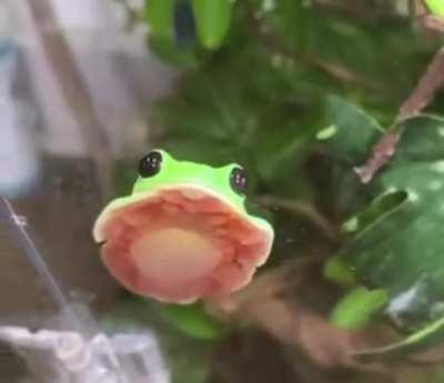 Henlo! Let me blob for you.