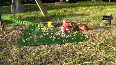 Squirrel shoots slinky at chipper, originally posted in r/aw