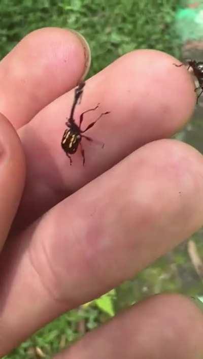 Giraffe beetles (Attelabidae) from Malaysia.