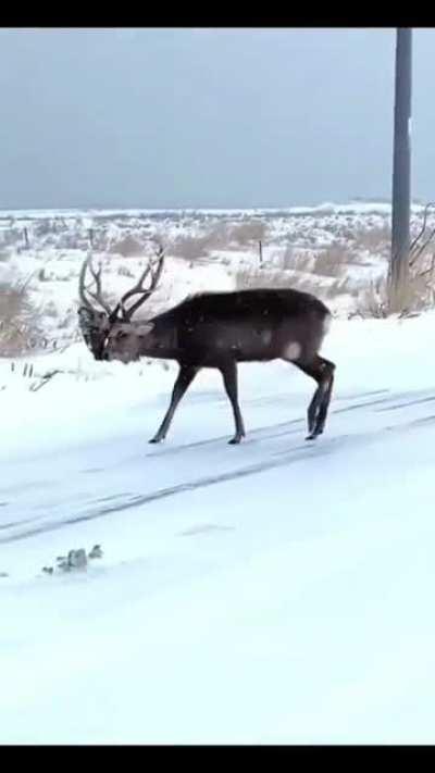 cursed_deer