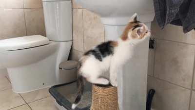 Poppy atop her screeching post, a little more subdued than usual