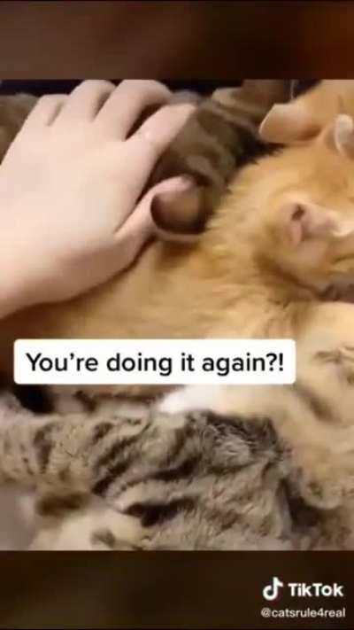 Father cat steals milk from his babies