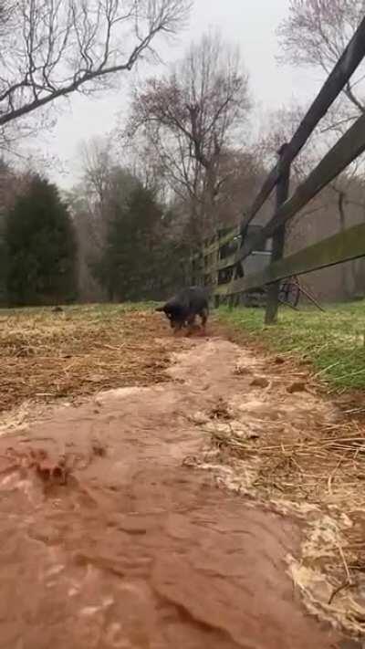 Irrigation doggy. Good doggy