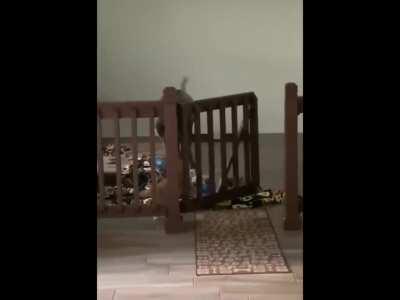 This cat tricking the dog