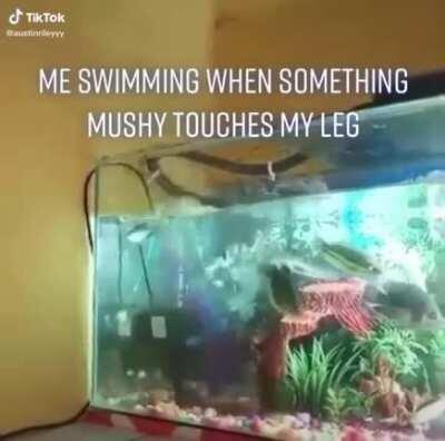 WCGW by keeping your aquarium without a lid.