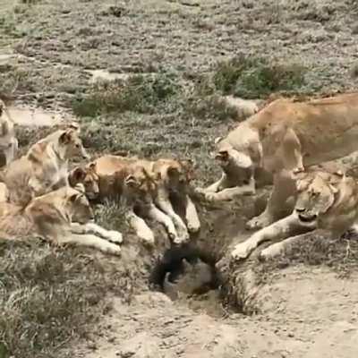 🔥 Warthog hunt pending.