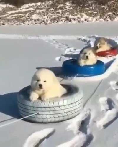 Puppers enjoying snow ride