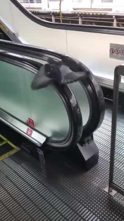 A persistent bird, multiple continuous no's, eventually pays off!