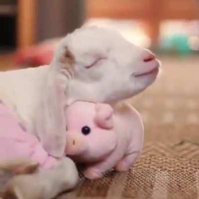 How dear u kill this cute innocent animal and it 😰😭💔