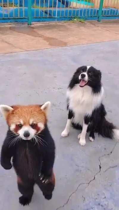 Red Panda & A Dog
