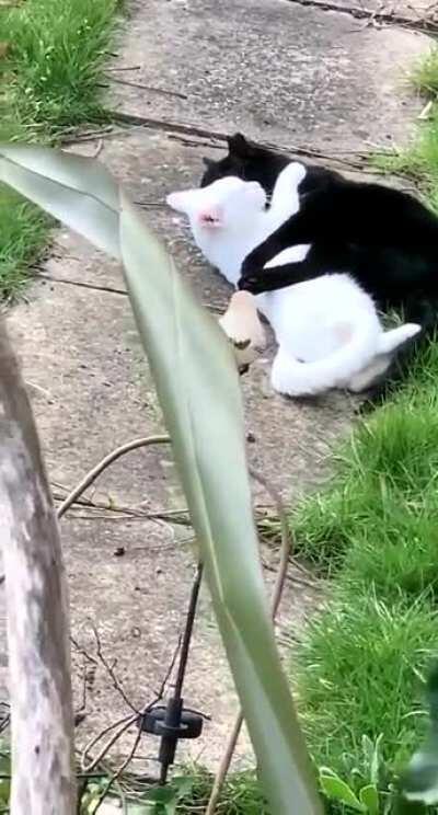 A cat and her boyfriend cuddling peacefully!