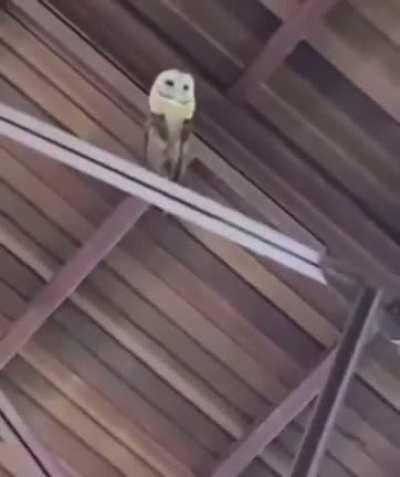 An owl enters a church in Mexico and they consider the owl a symbol of magic and want to get it out with a prayer.