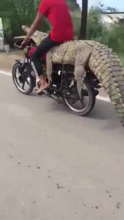 another day in the Office of Animal Cruelty