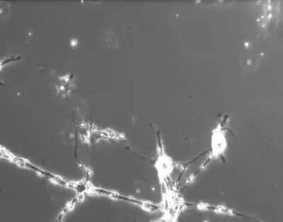 What Neurons Look Like as They Develop Connections