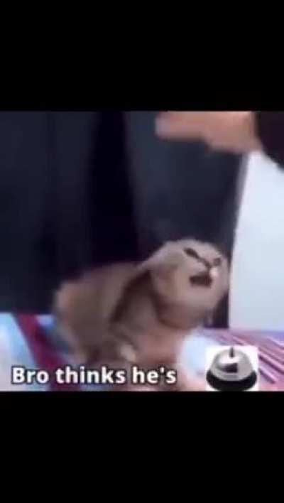 Last chance to look at me hector