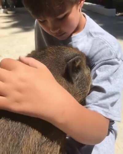Pigs will snuggle up close to their friends and family