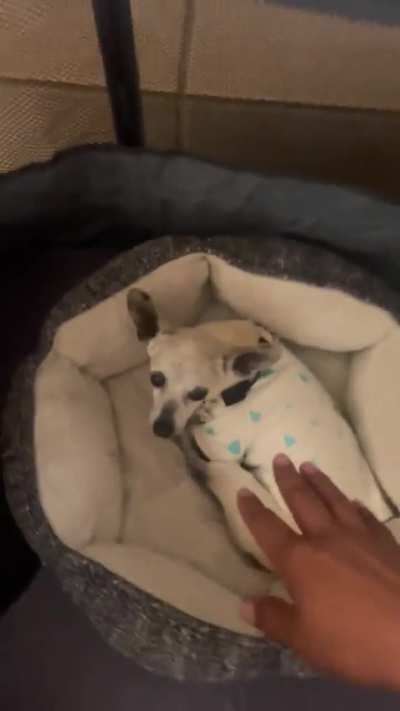 Testing to see if our sick Chihuahua is feeling better