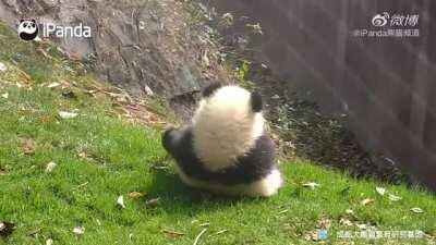 A panda a day keeps the sorrow away