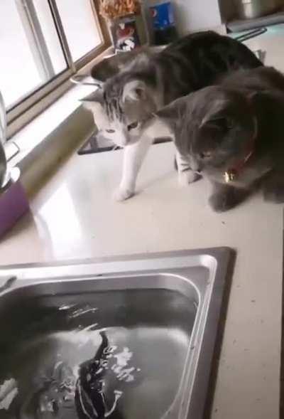 Is this tonight's dinner?