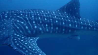 Tanawan, Oslob, Philippines - Whale Shark Dive - July 28, 2019