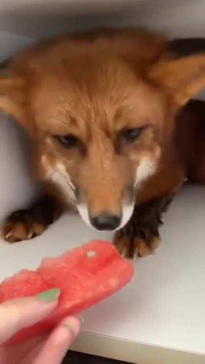 He is eating watermelon! Very healthy!