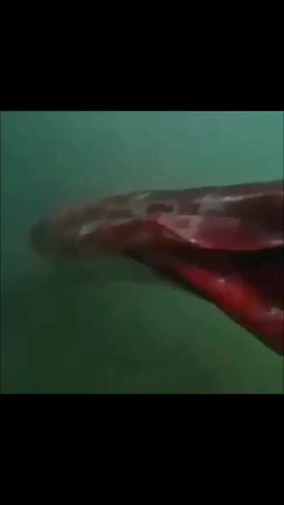 Meet the amazing giant squid 🐙