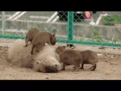 My friend made a capybara montage!