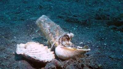 Diver helps octopus to find his forever home