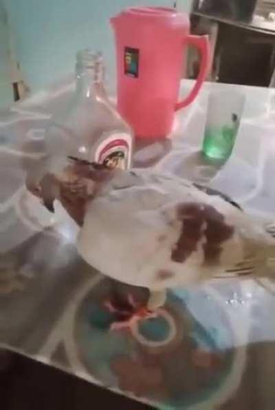 Drunk Pigeon 