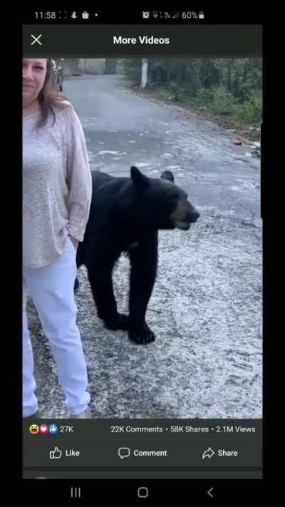 Bears meet humans