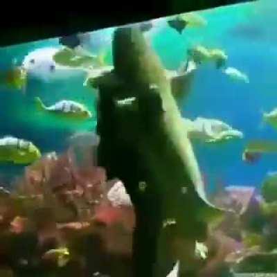 comedyepilepsy - Video #1312