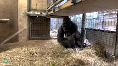 Gorilla-daddies are the best!