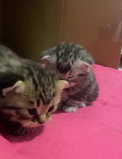 You sleep, I'll do some recon.