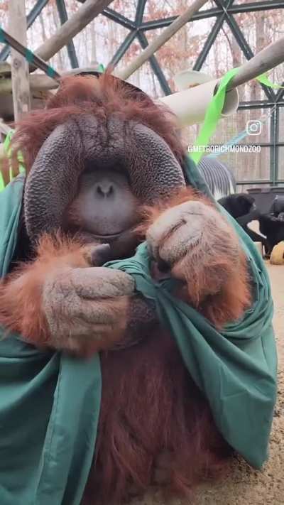 o orango tango é o mais inteligente dos macacos