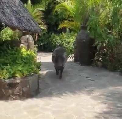 To pet a warthog