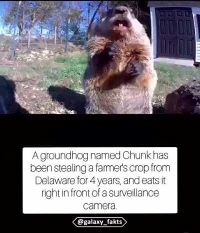 It’s Chuck’s world those farmers are just living in it.