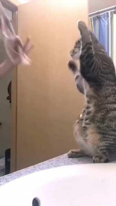 Catculating itself a better fur