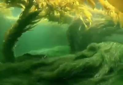 🔥the seagrass comes alive with the ebb and flow of the Ocean
