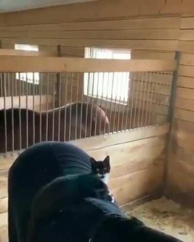 Horse and kitty are Inseparable buddies