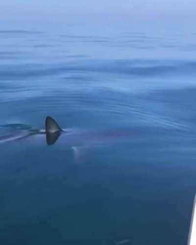 Sea lion still alive after being bitten in half by a shark - [ via JV B-G (YouTube)]