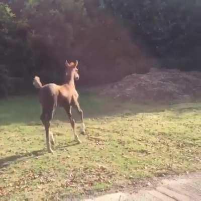 Boing boing boing the deep of foals