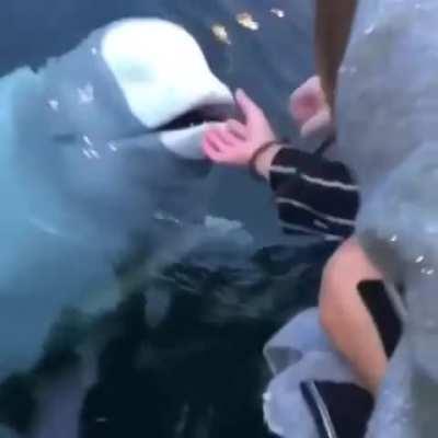Friendly beluga whale rewarded with a new phone