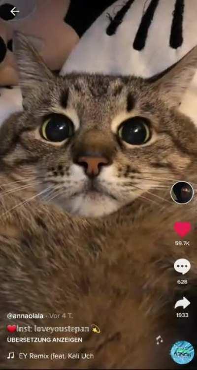 Please please PLEASE give him a belly rub already!!