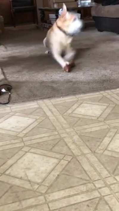 Give a dog a bone I guess...